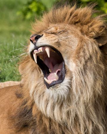 Male lion doing a giant yawn