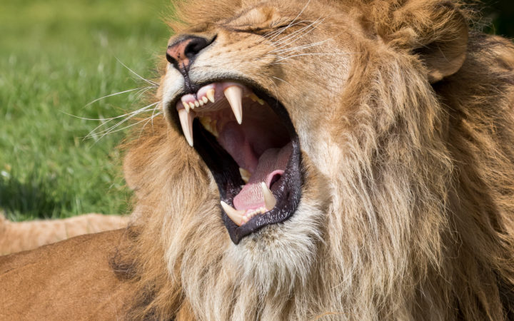 Male lion doing a giant yawn