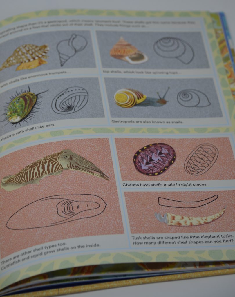 Page of book, What a Shell Can Tell