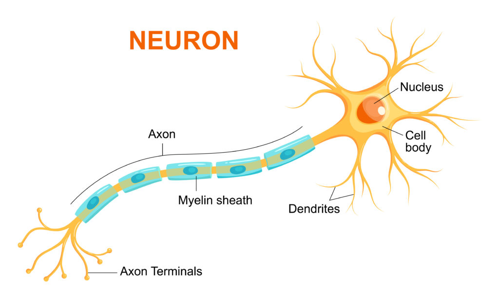 Neuron cell diagram including nucleus, cell body, dendrites, myelin sheath, axon and axon terminals
