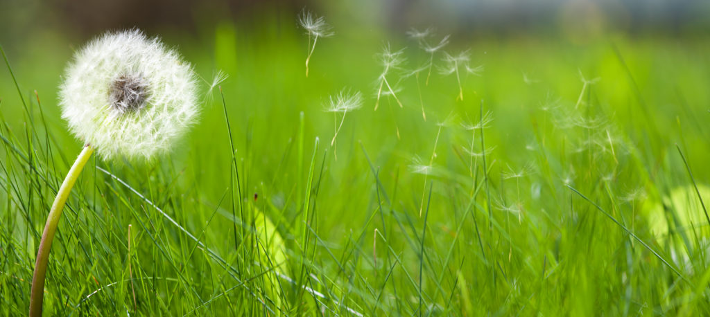 Dandelion blowing in the wind