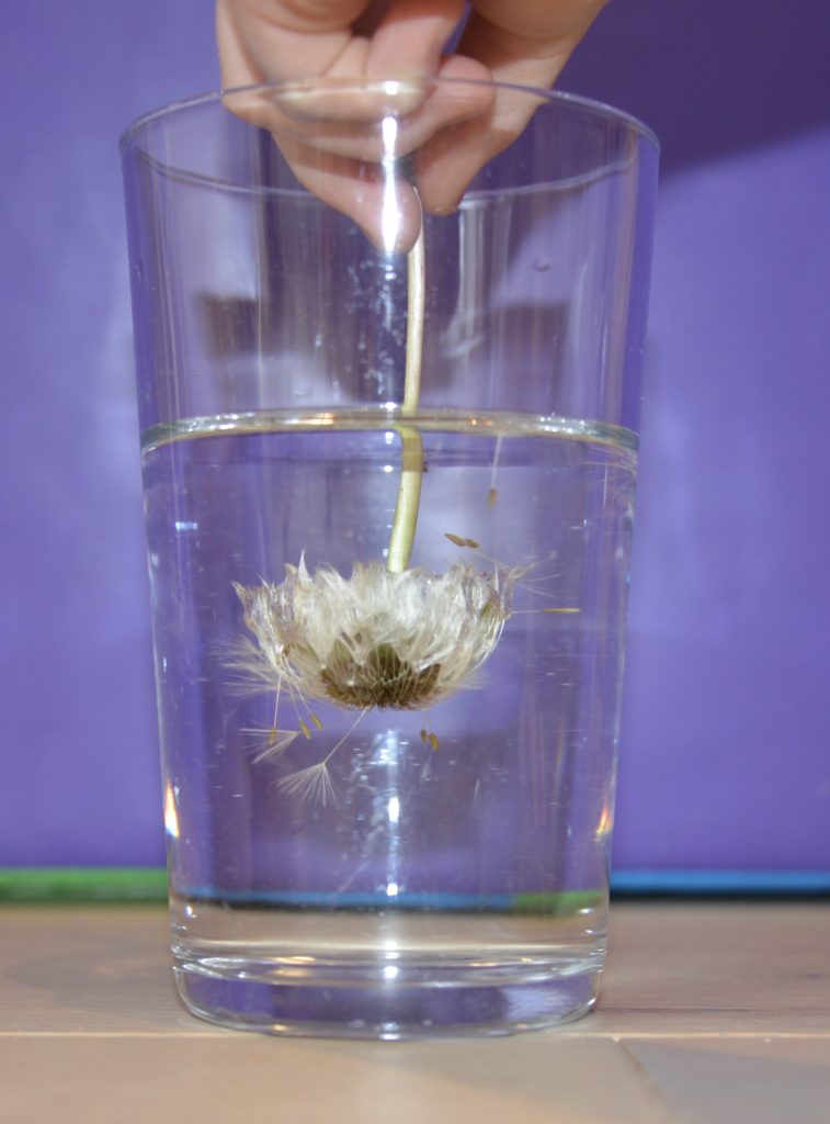 Dandelion being held under water in a glass. An activity for learning about what happens to a dandelion in water.