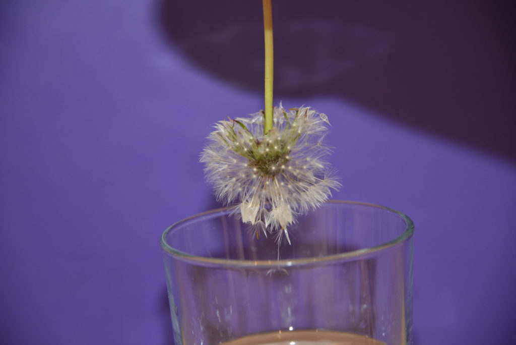 dandelion being removed from water