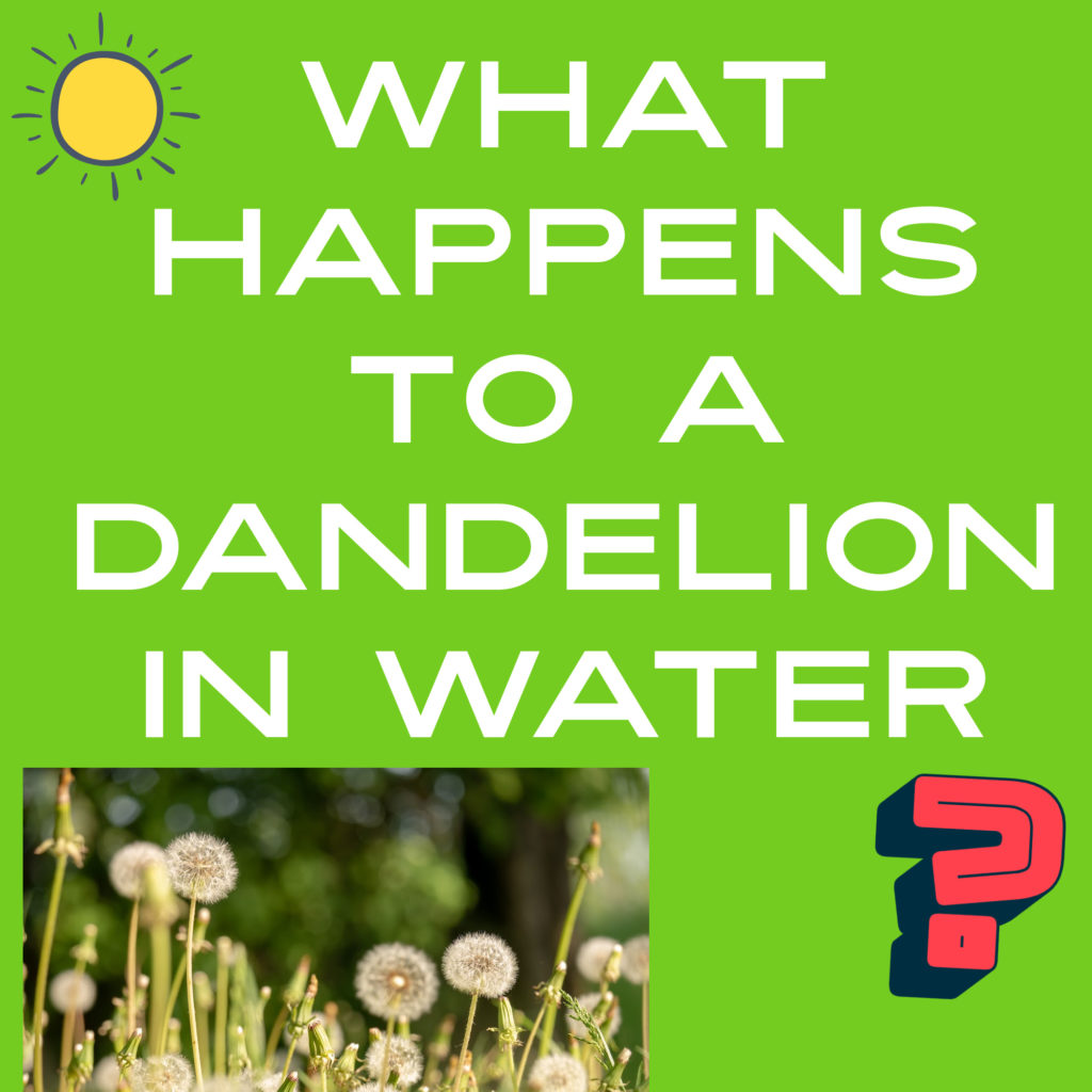 what happens to a dandelion in the water.  Find out with this simple scientific study