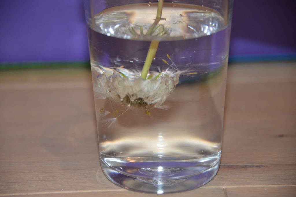 Dandelion under water showing the hydrophilic nature of the pappus