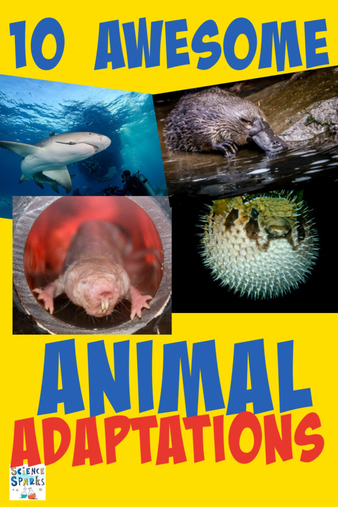 Image of a pufferfish, shark, naked mole rat and duck billed platypus for an animal adaption activity