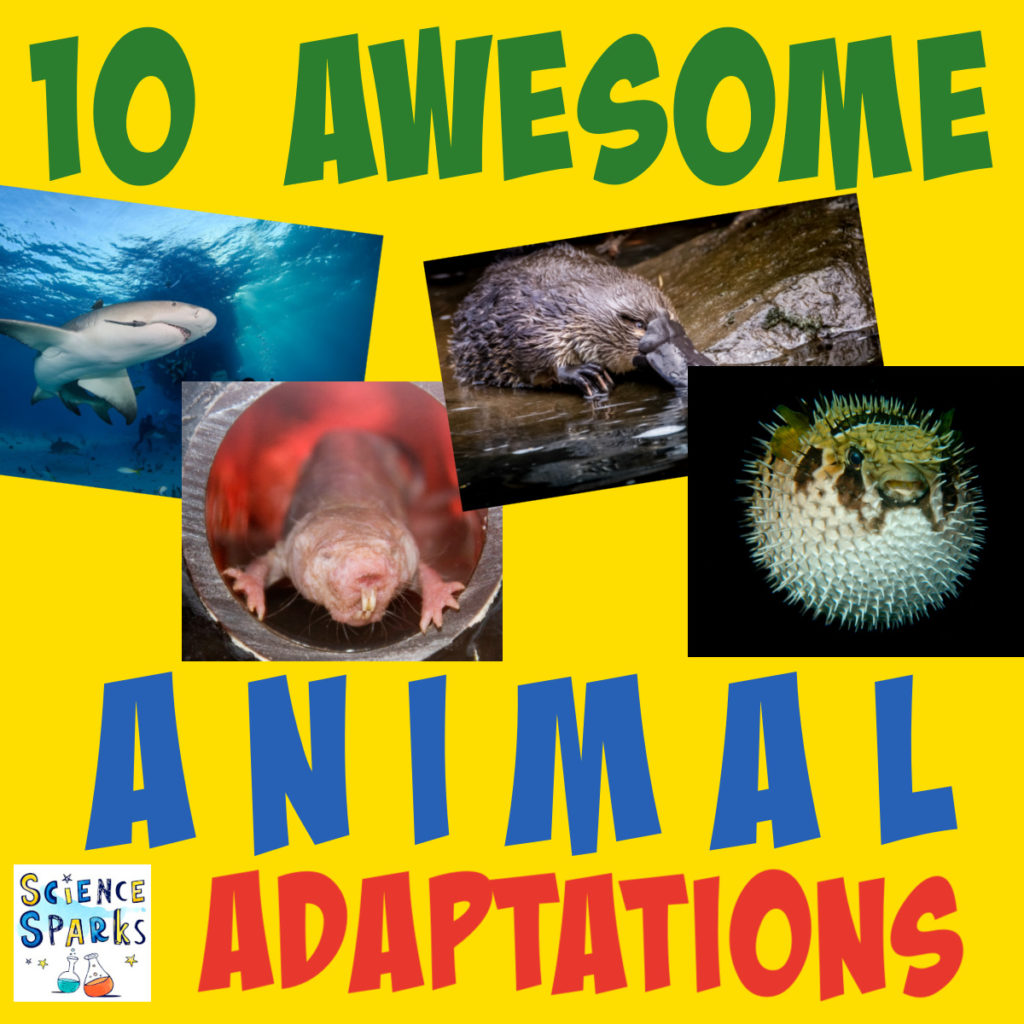 Collage of animal adaptations including a shark, pufferfish, duck billed platypus and naked mole rat