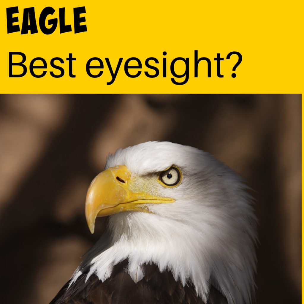 eagle image for an animal adaptation activity. Eagles have excellent eyesight