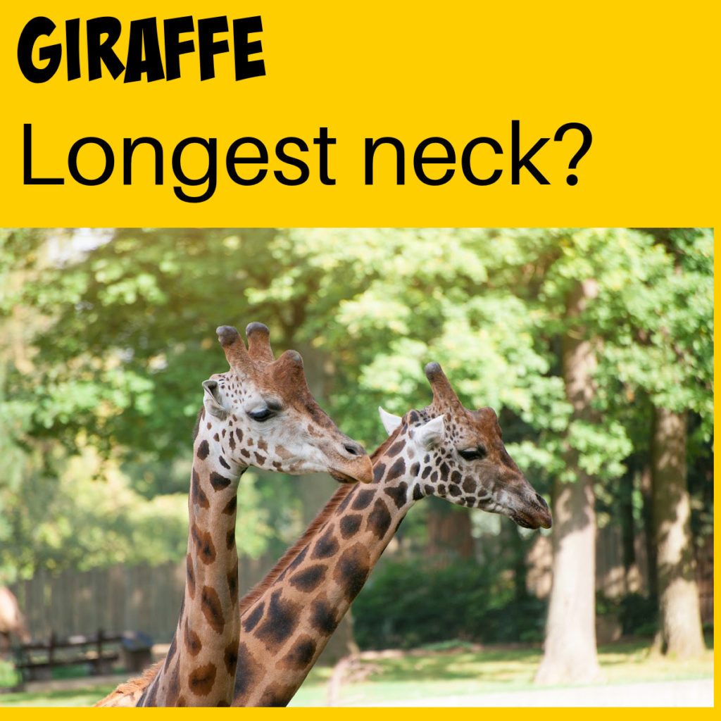 two giraffes with long necks