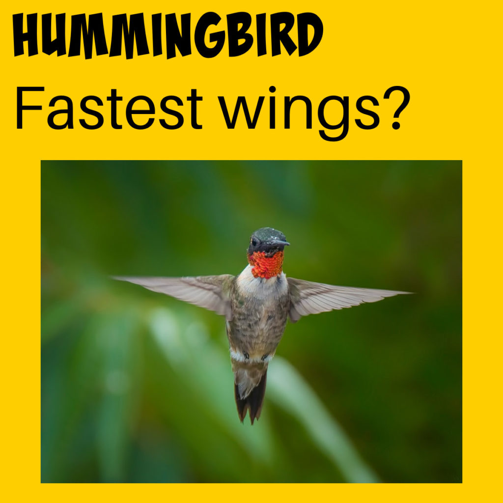 A hummingbird soaring in the sky