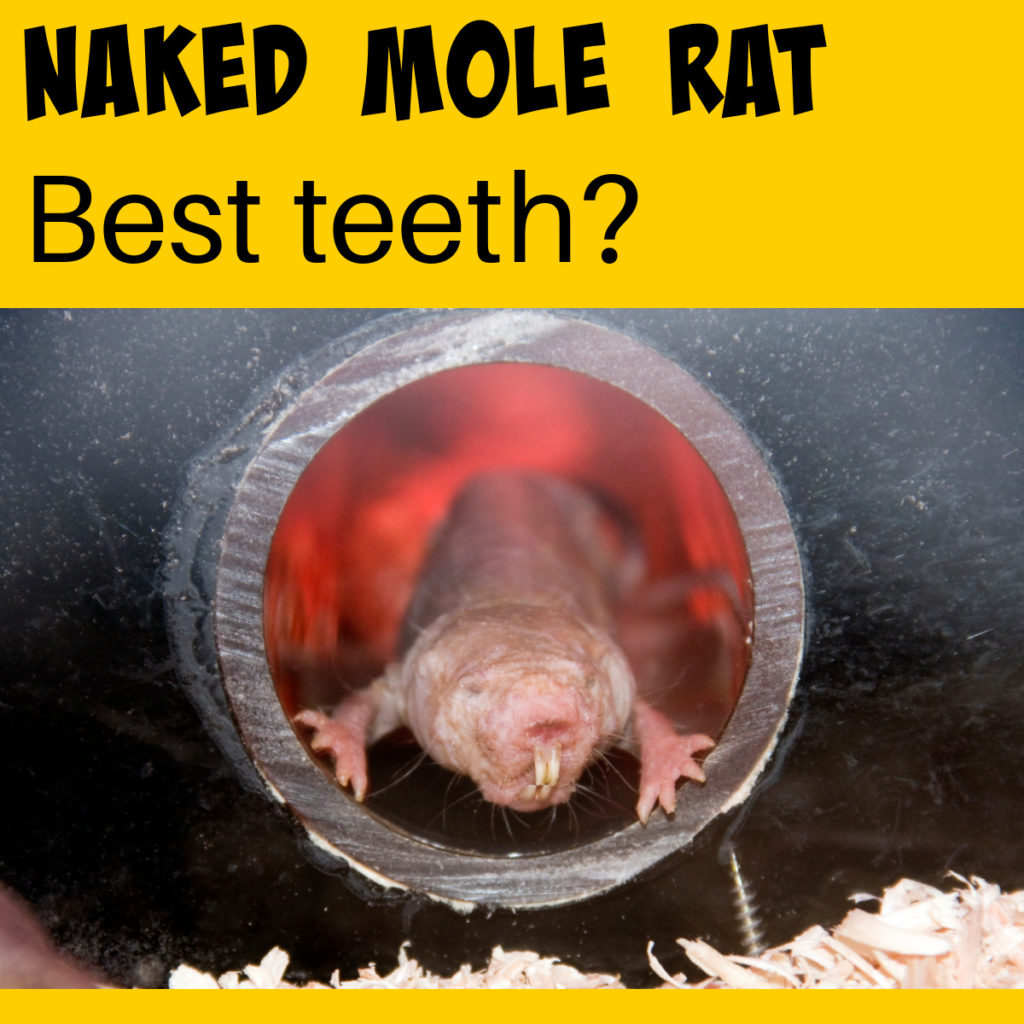 Naked mole rat with two long teeth