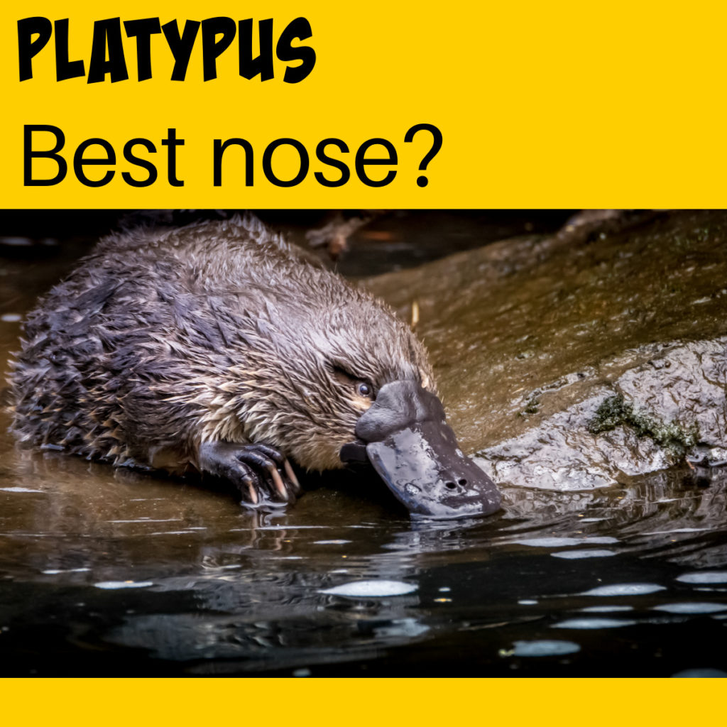 Duck billed platypus with its bill in the water