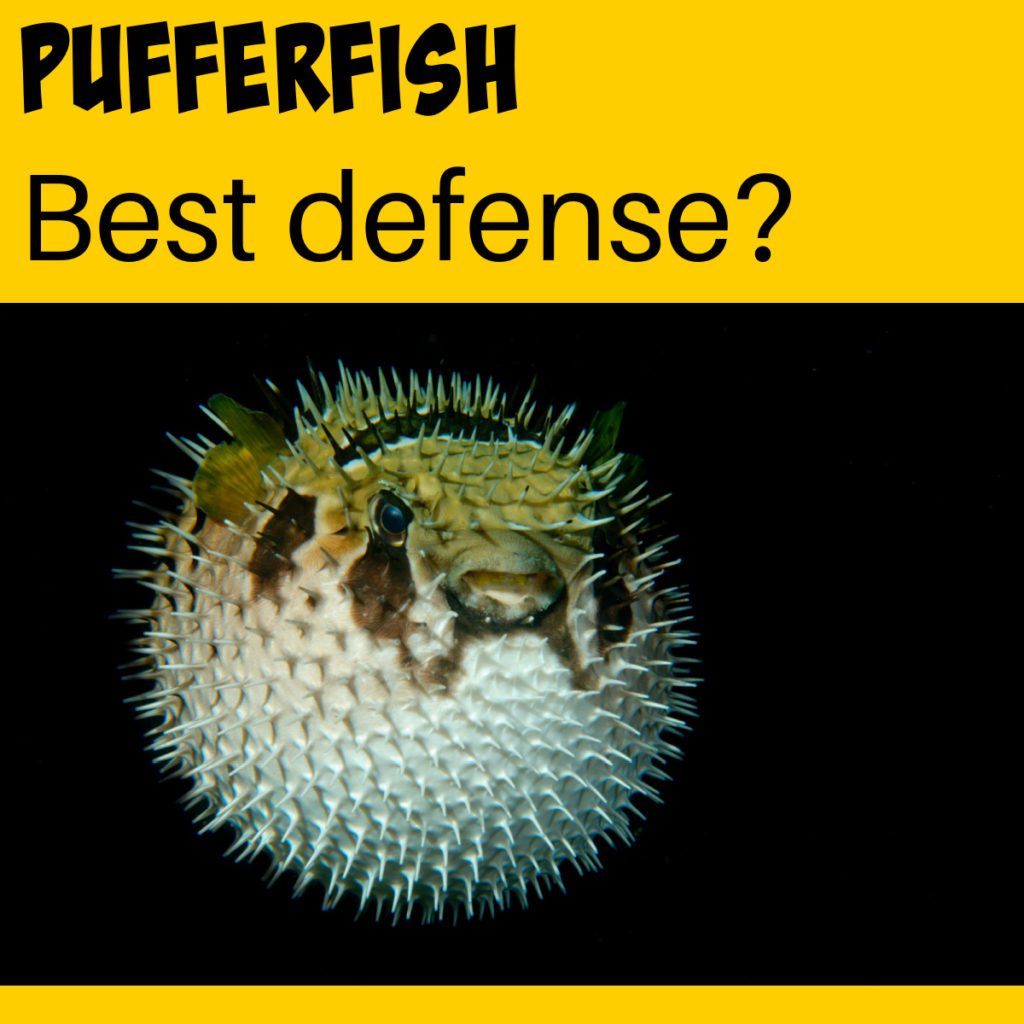 A puffer fish inflated to deter predators