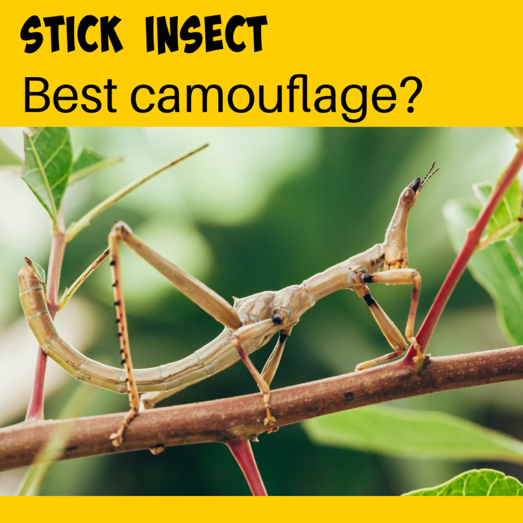 Stick insect on a tree branch