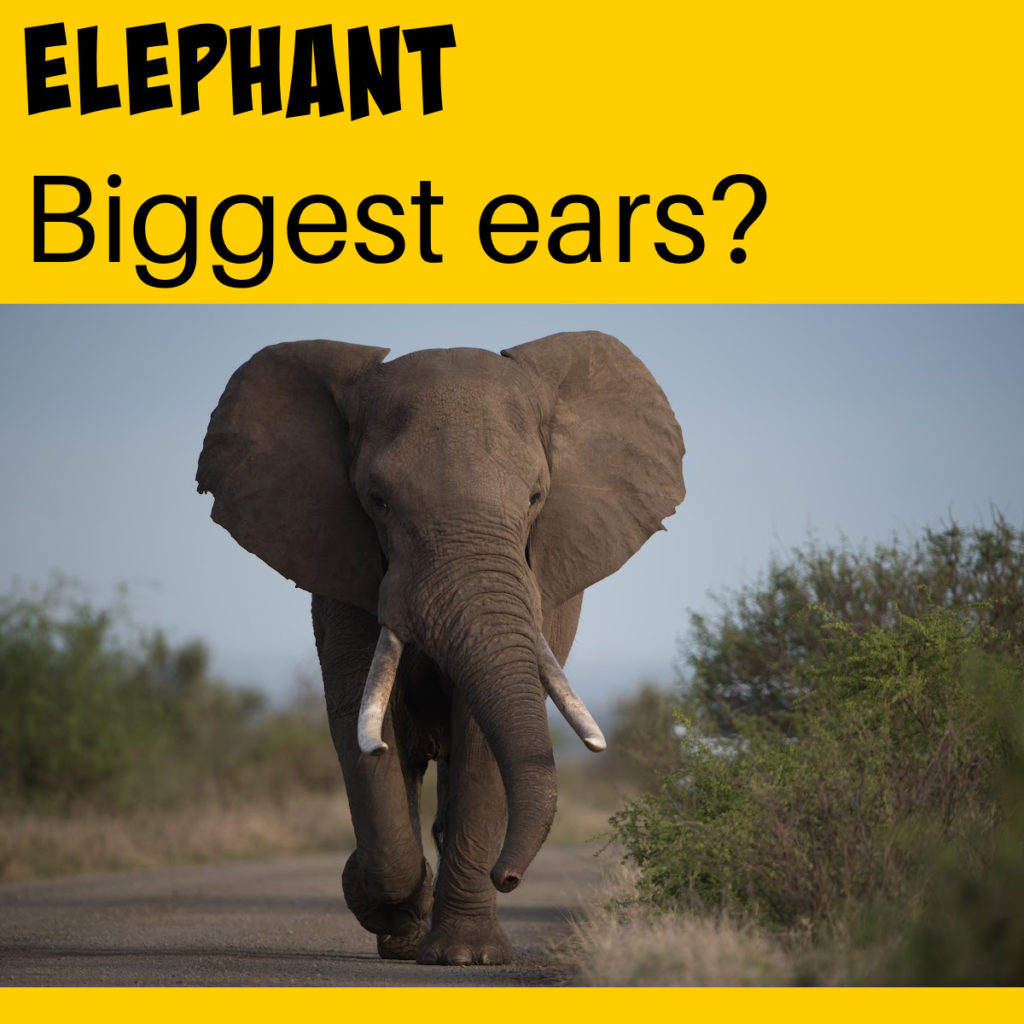 African elephant with giant ears and tusks to learn about animal adaptations