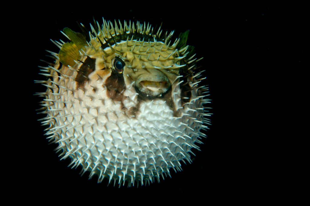 Inflated porcupine puffer ball fish isolated on black