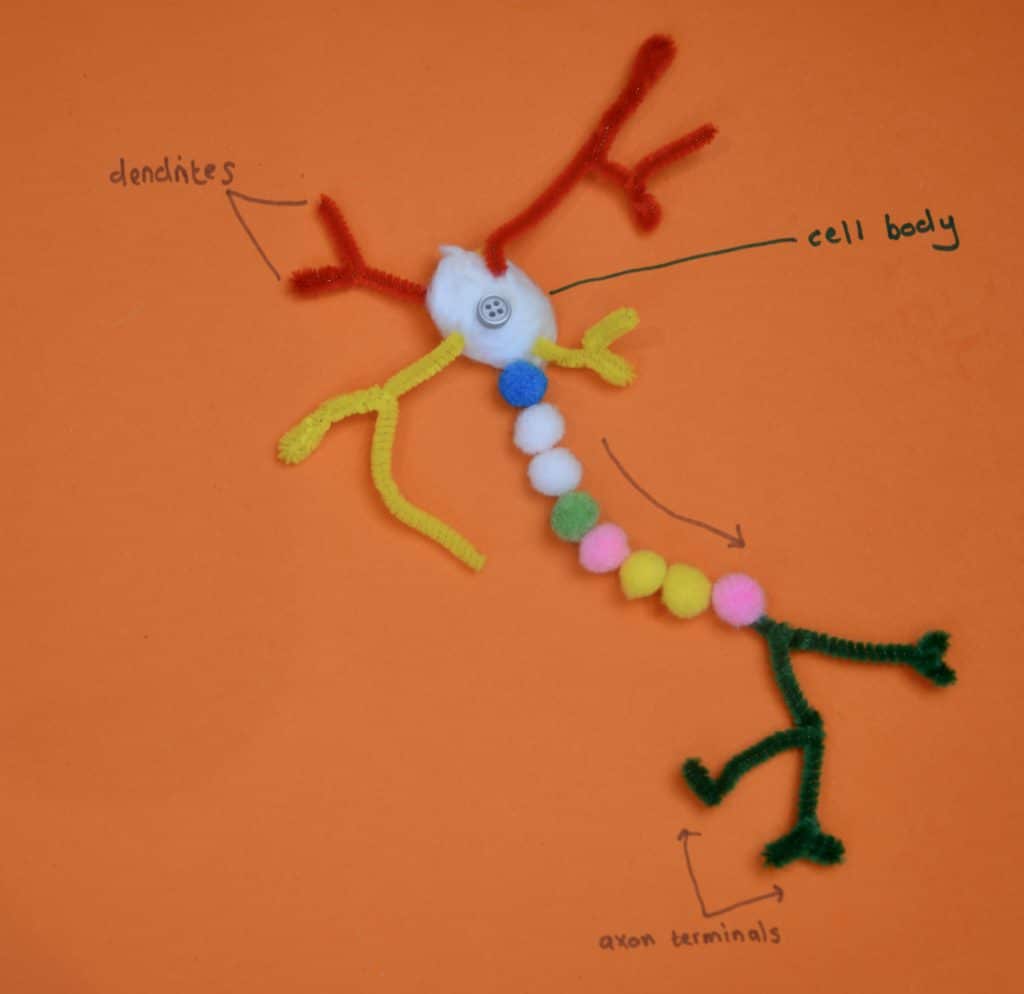 3D model of a neurone made from pipe cleaners, cotton wool and pom poms