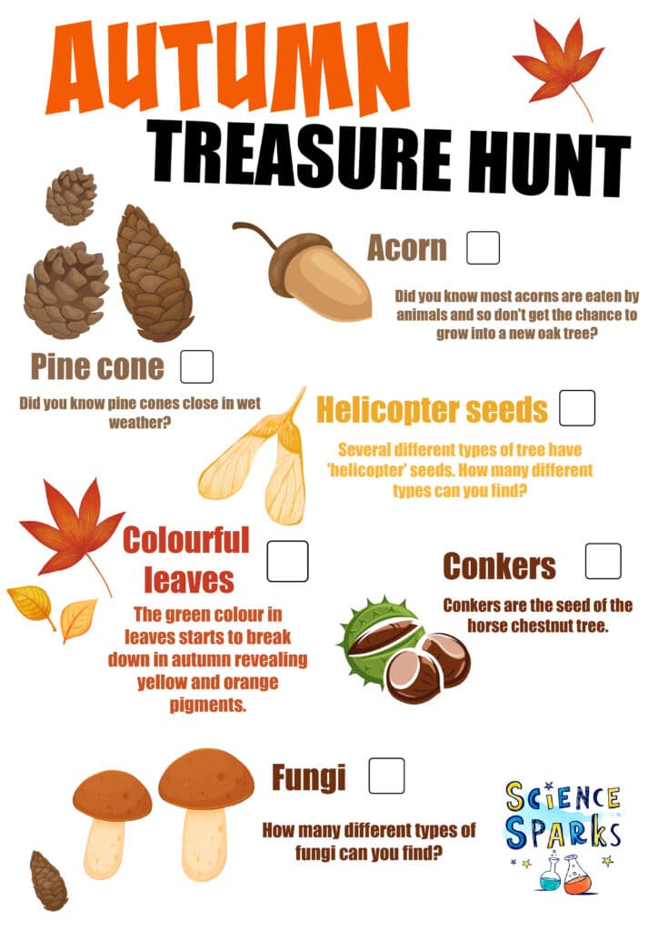 free autumn treasure hunt featuring pine cones, acorns, helicopter seeds, colourful leaves, conkers and fungi