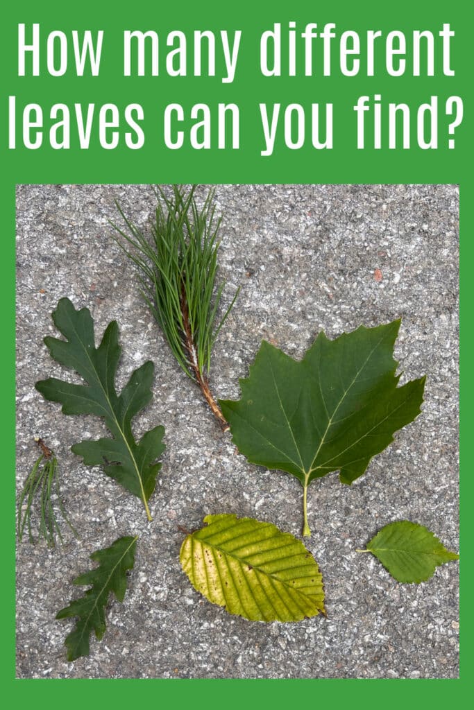image of different shaped leaves for a fun outdoor autumn treasure hunt