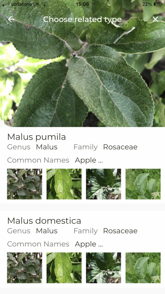 Screenshot of LeafSnap plant identification app showing how it identified an apple tree