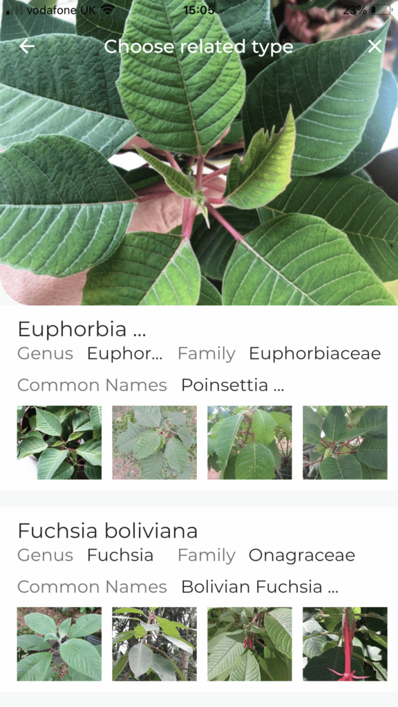 Screenshot from LeafSnap app correctly identifying a Poinsettia