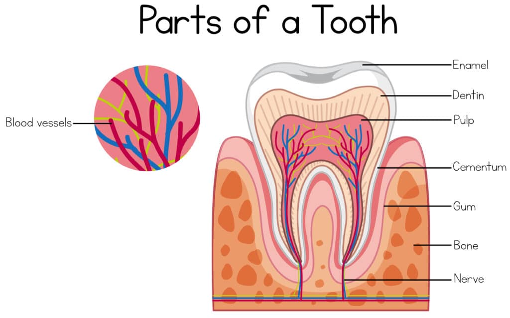 Diagram showing the parts of a tooth