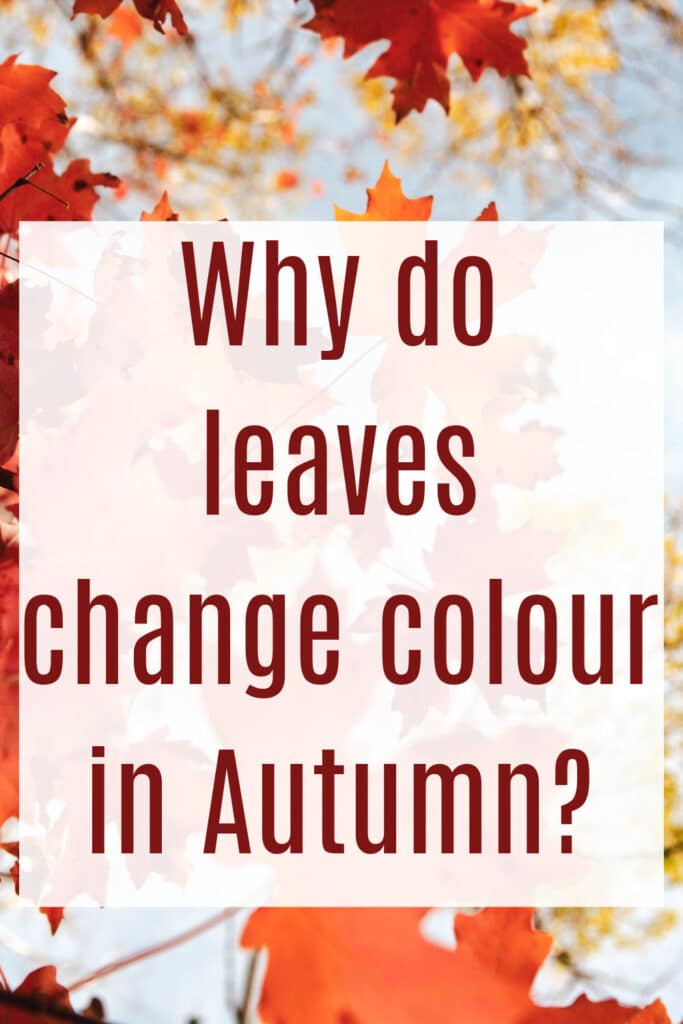 image of red and yellow leaves for a science questions about why leaves change colour in autumn