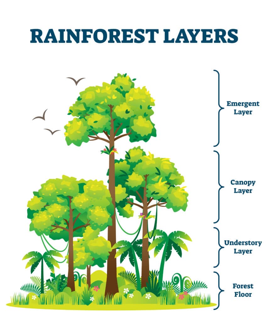 Diagram showing the layers of the rainforest. From top to bottom - emergent Layer, canopy layer, understory layer and forest floor