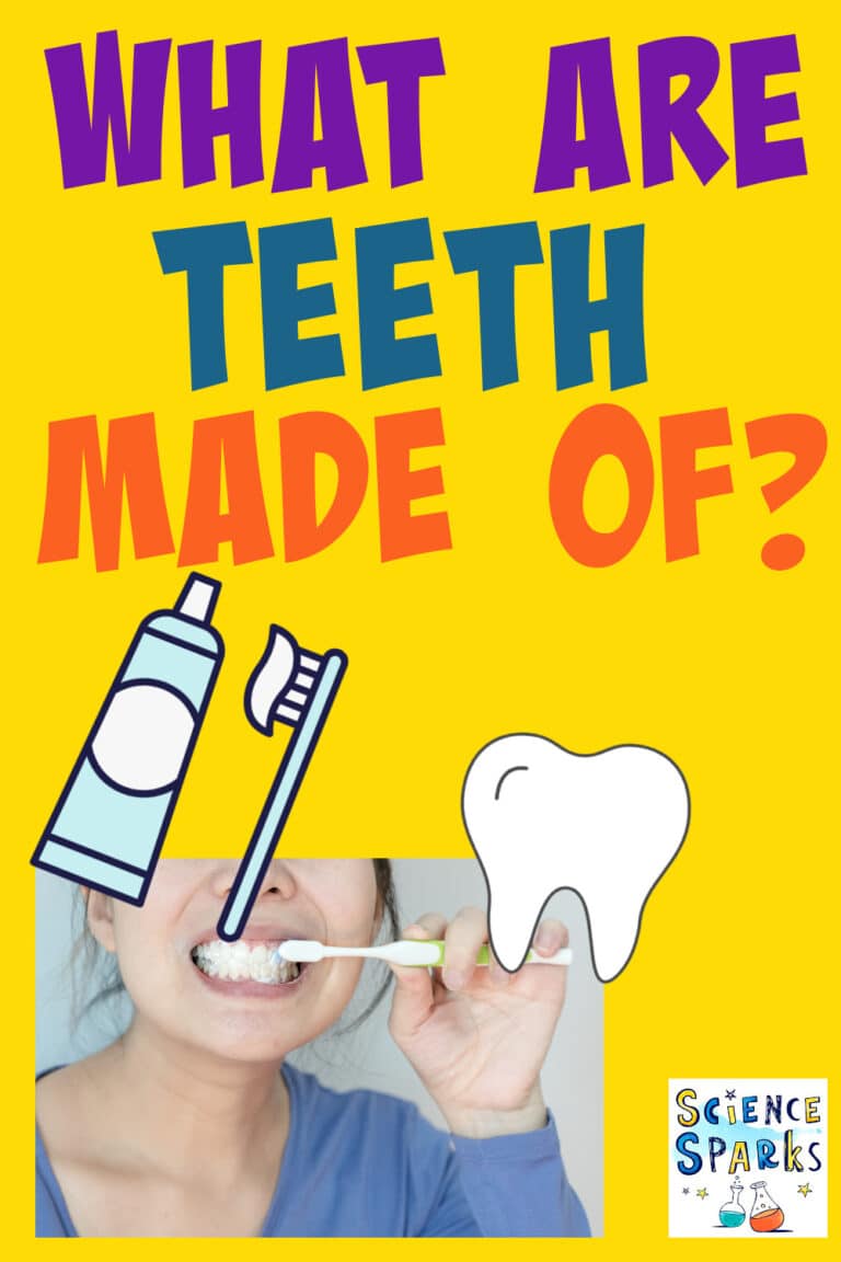 What are teeth made of?