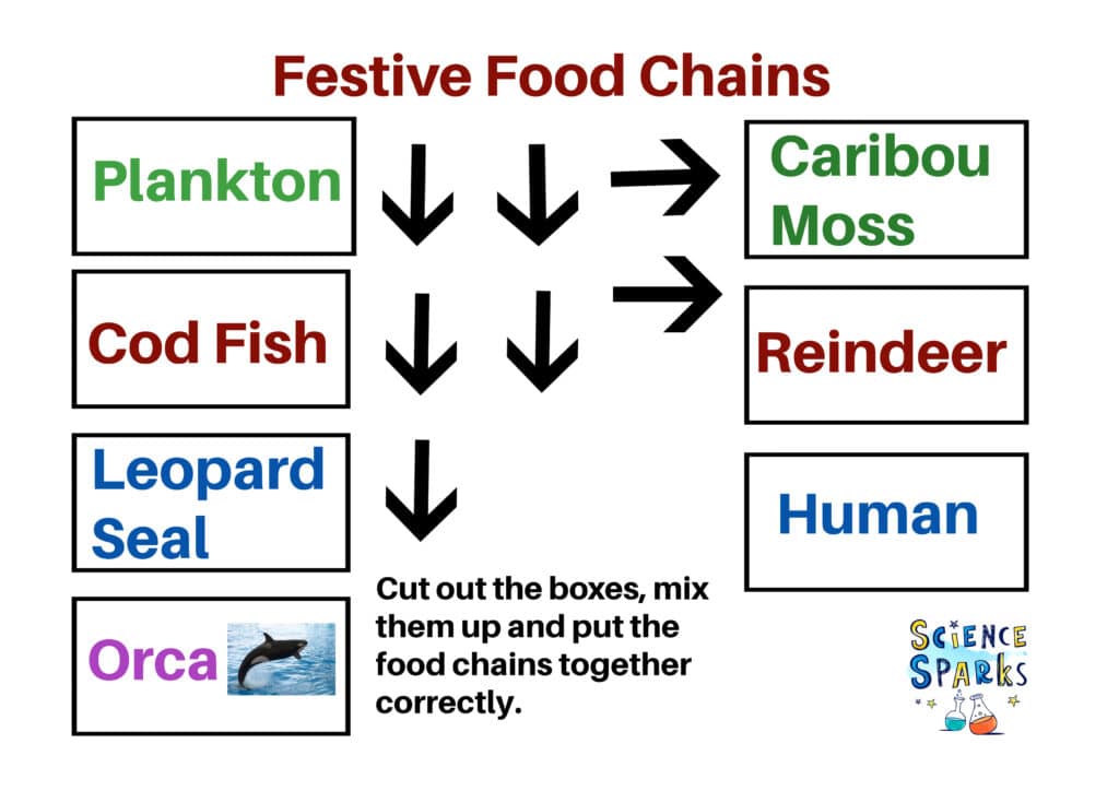 Festive food chains free activity sheet! Cut out the animals and arrows and place in the correct order.
plankton - cod fish - leopard seal - orca
caribou moss - reindeer - Human