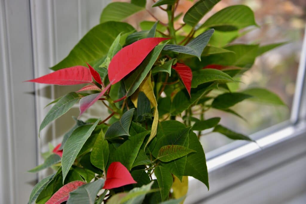 Poinsettia with red bracts in a pot