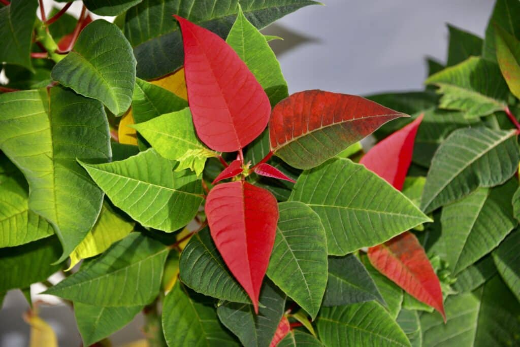 Poinsettia with red and green leaves