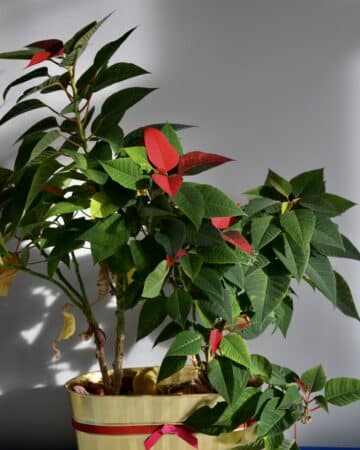 Poinsettia in a pot