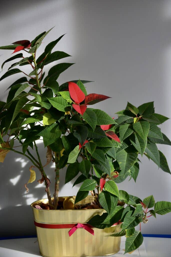 Poinsettia in a pot