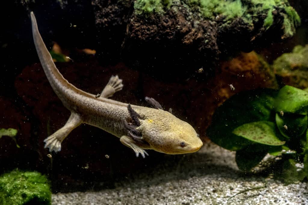 Axolotl amphibian aquatic animal underwater close up