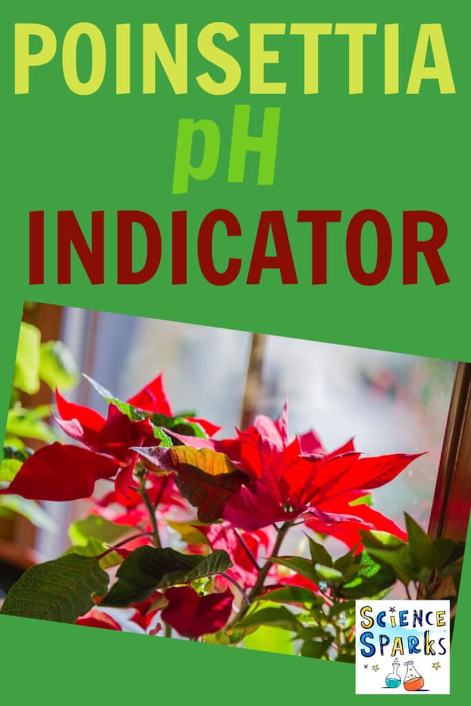 poinsettia pH indicator science experiment