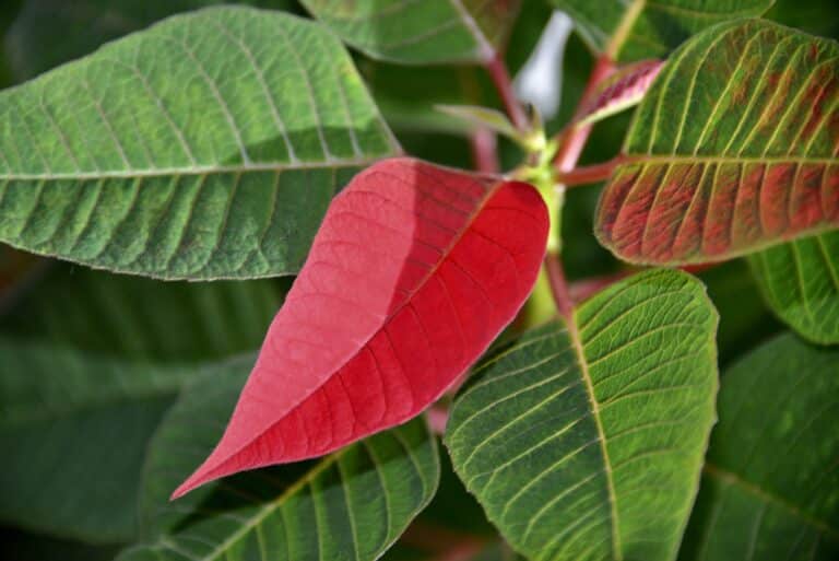 How to make pH indicator with a poinsettia