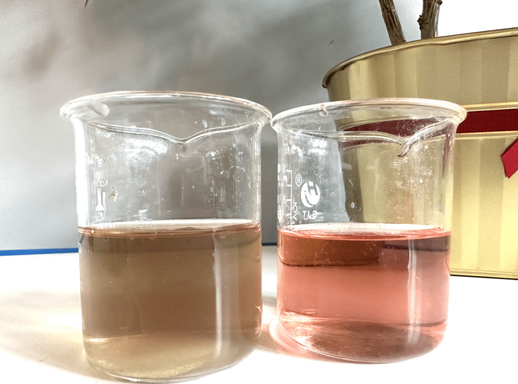 two beakers of poinsettia indicator. One is pink after the addition of an acid