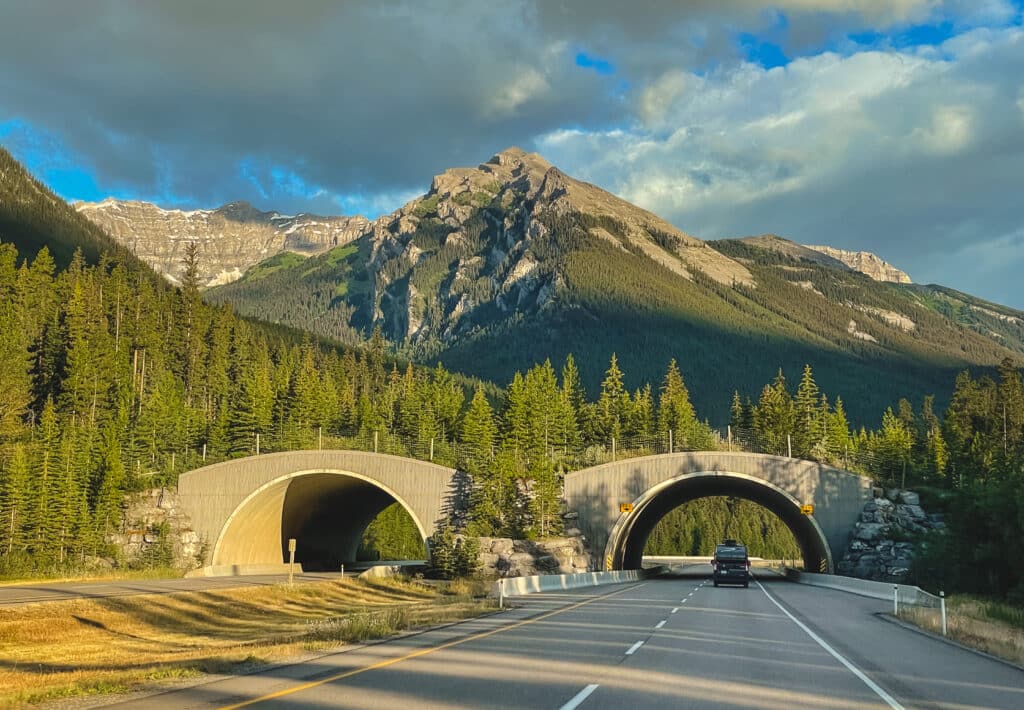 animal crossing bridge in Banff National Park, Canada