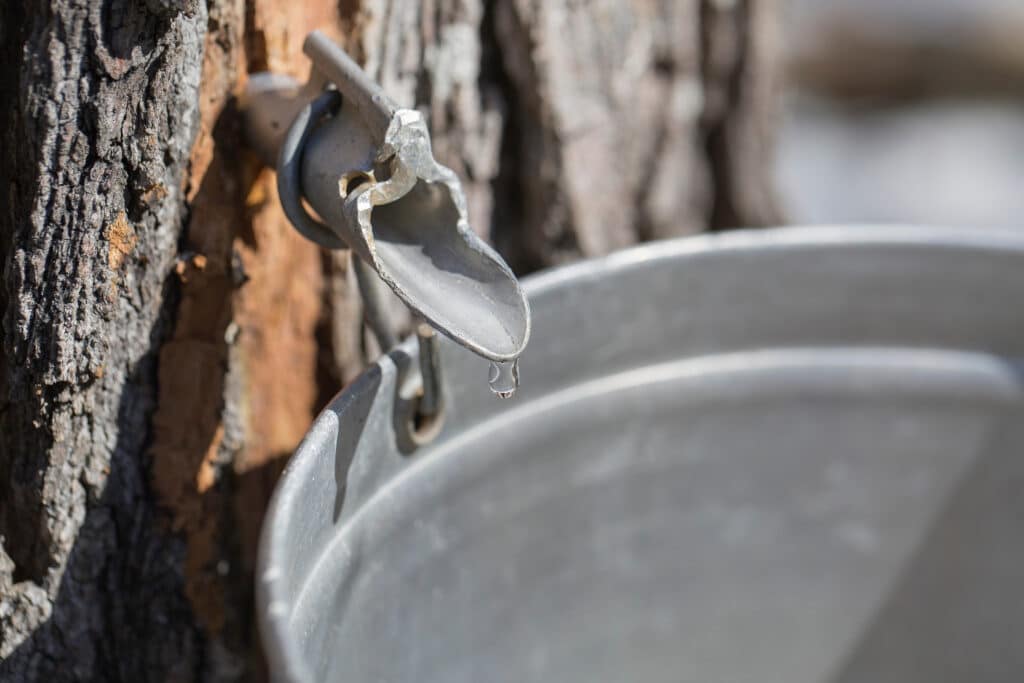 a tap in a maple tree for collecting sap to turn into maple syrup