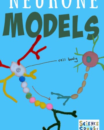 Neurone models made from pipe cleaners and play dough for learning about the nervous system