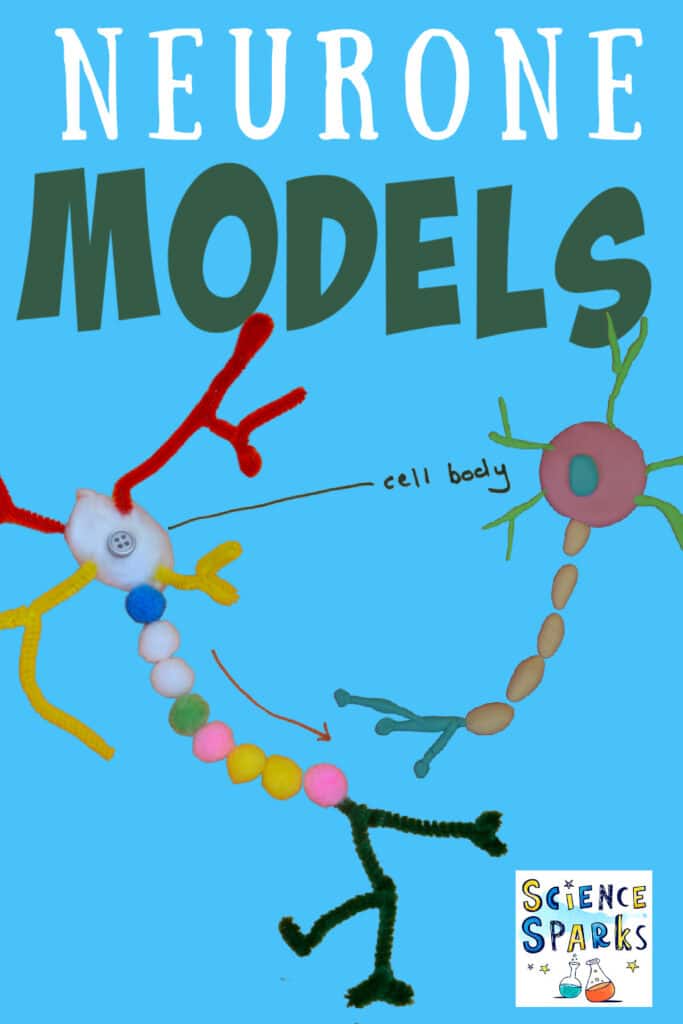 Neurone models made from pipe cleaners and play dough for learning about the nervous system