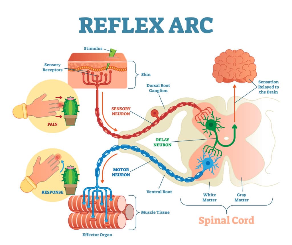 Diagram of a reflex action showing how the brain is bypassed to provide a very quick response.