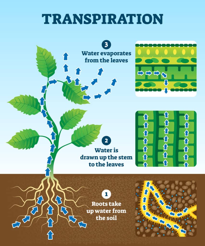 Labelled transpiration diagram showing uptake of water from the roots, water being drawn up the stem to the leaves and water evaporating from the leaves.