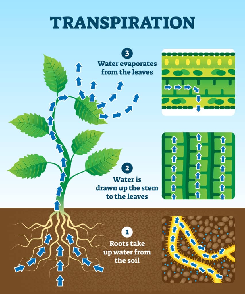 transpiration diagram showing water being transported up a plant from root to leaves