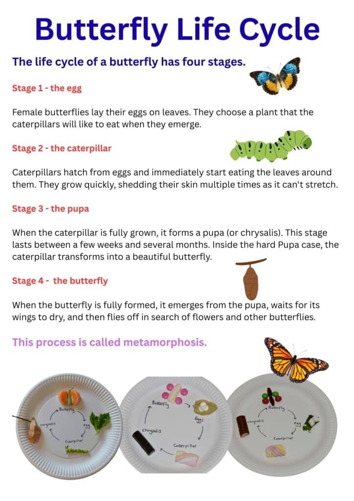 butterfly life cycle details