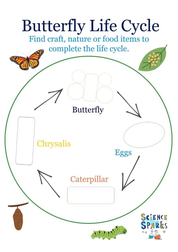 Butterfly life cycle template
