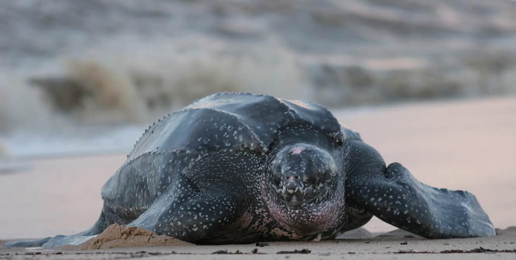 Leatherback turtle on the beach