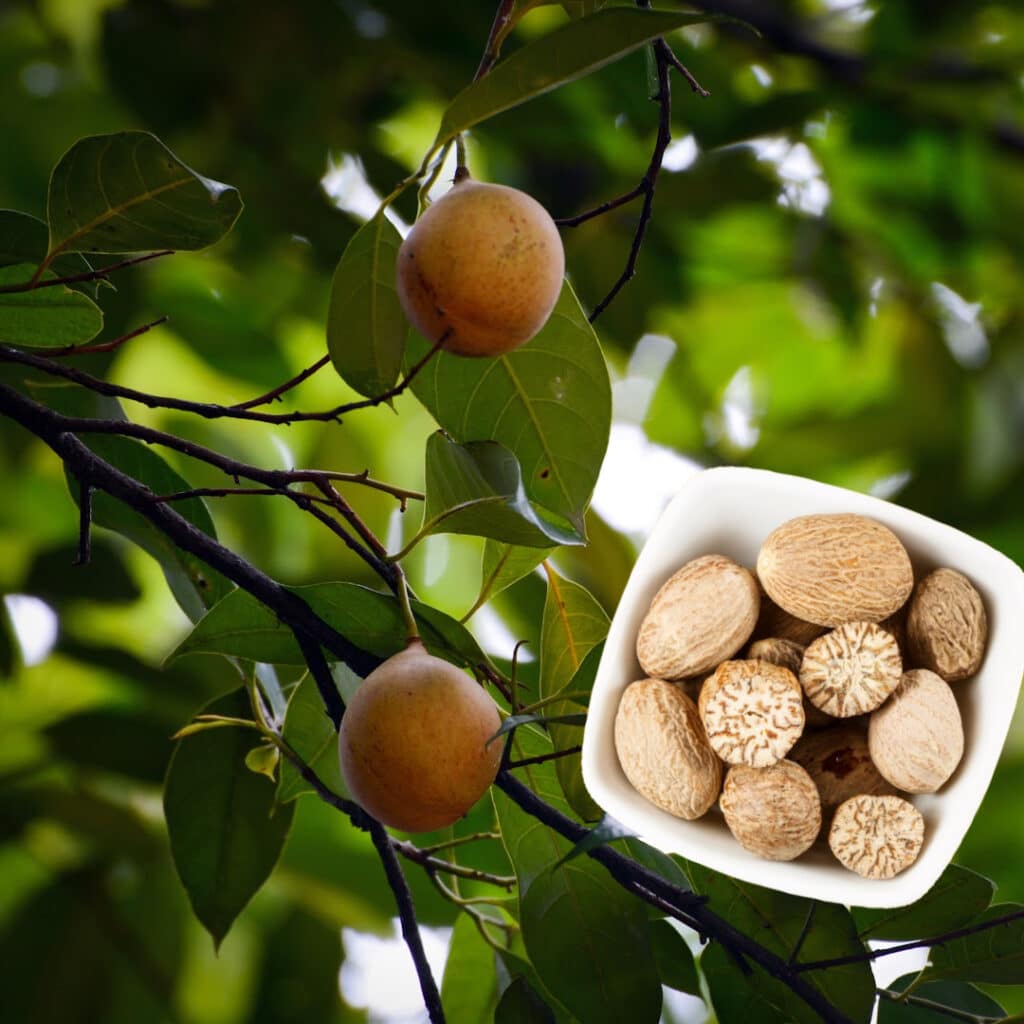 nutmeg growing on a tree