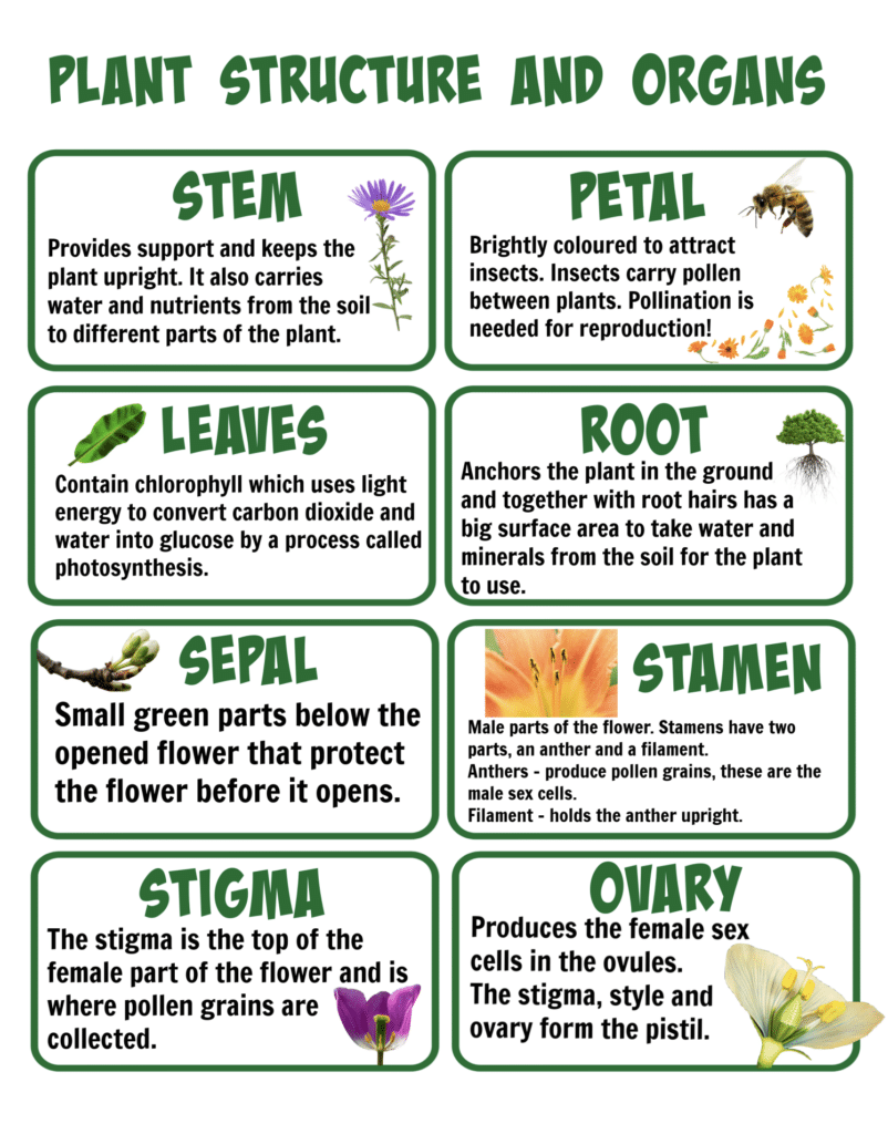 Plant structure and function revision cards